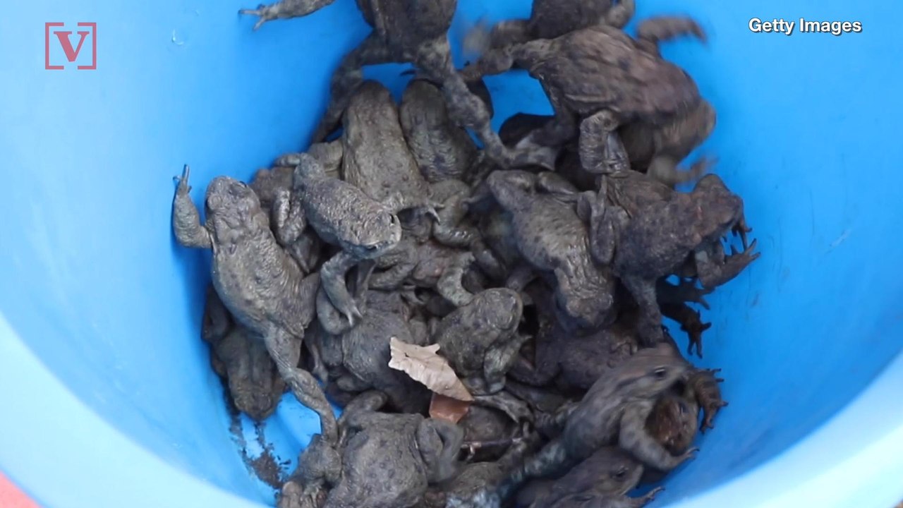 Toad Invasion! Toxic Toads Take Over a Florida Neighborhood!