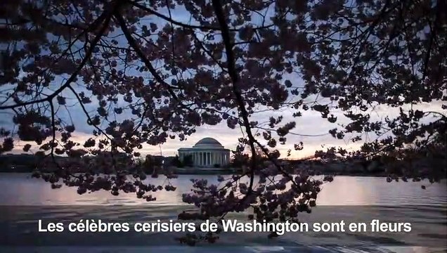 Les cerisiers de Washington sont en fleurs