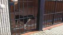 Un okupa aterroriza a los vecinos con dos perros peligrosos