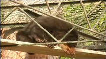 Rescatan moribundo a un oso de anteojos en Perú