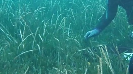Objetivo: Rescatar  a las nacras del Mediterraneo