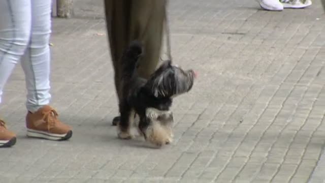 A partir de hoy los animales dejaran de ser considerados objetos