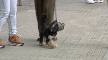 A partir de hoy los animales dejaran de ser considerados objetos