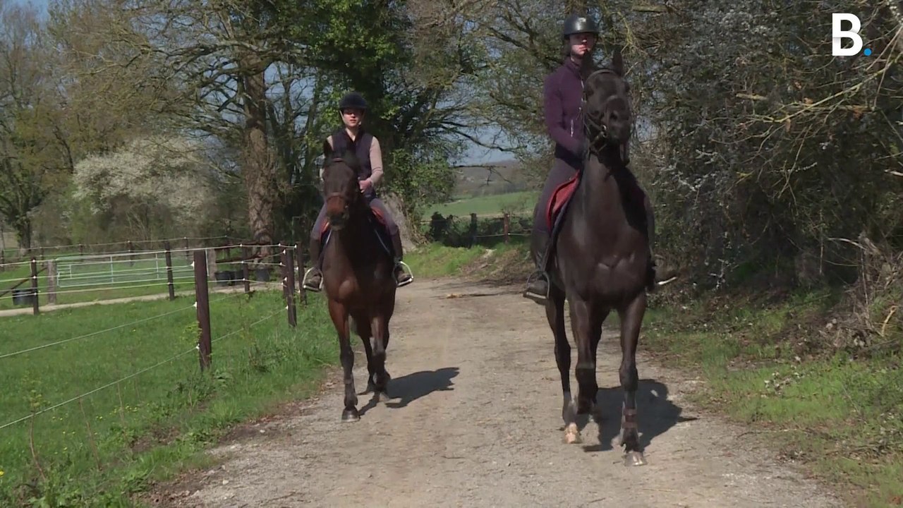 Dans cette écurie, les anciens chevaux de course ont droit à une seconde chance