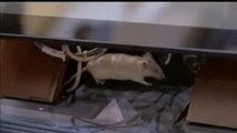El Congreso de Colombia se llena de ratas