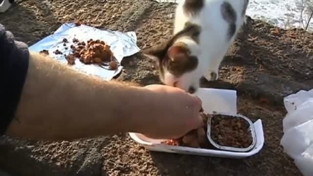 Cádiz expedirá un carnet para habilitar a algunos vecinos para dar de comer a los gatos callejeros