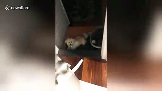 Caught red-pawed! Cheeky dog gets caught stealing toilet roll