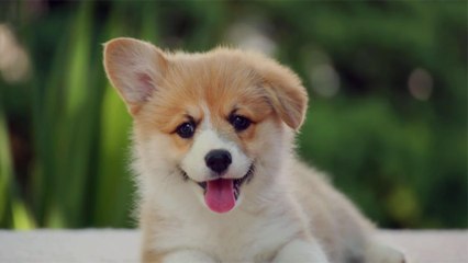 This Tropical Island Is Filled With Puppies You Can Adopt