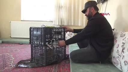 Hakkari Yüksekova'da Nesli Tükenen Balaban Kuşu Bulundu