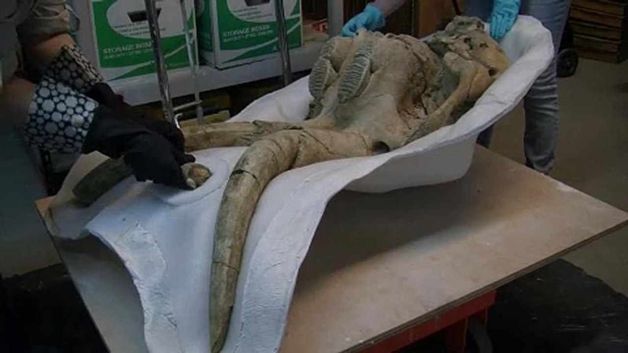 L.A.: Mammutschädel und weitere Eiszeit-Fossilien entdeckt