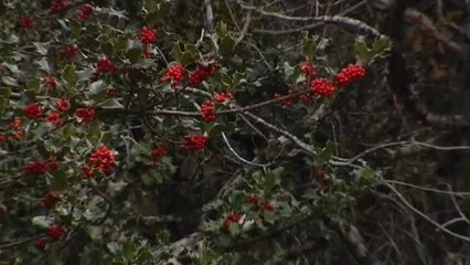 La localidad soriana de Oncala prepara sus acebales para recibir la Navidad