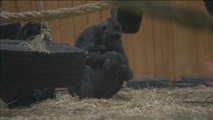 La protección de una madre gorila con su recién nacido tiene en vilo a un zoo de Bélgica