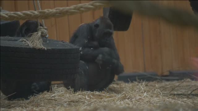 La protección de una madre gorila con su recién nacido tiene en vilo a un zoo de Bélgica