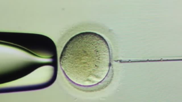 Bebés modificados genéticamente en China: ¿bulo o ciencia?