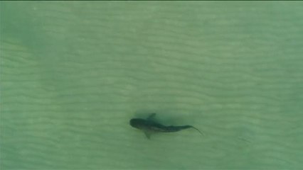 Un tiburón tigre surca las aguas de la playa de Miami