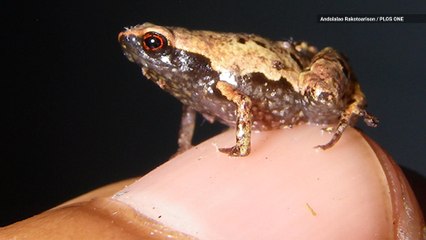 New "Mini mum" Frog is One of the Tiniest Ever Discovered