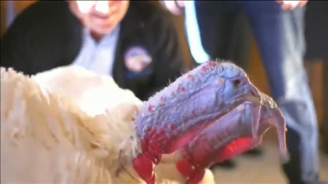 Trump cumple con la tradición e indulta a los pavos Muslo y Pechuga