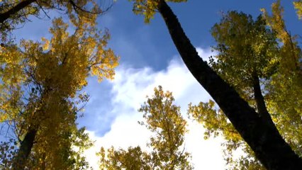 Video herunterladen: La Fundación BBVA hace entrega de los Premios a la Conservación de la Biodiversidad