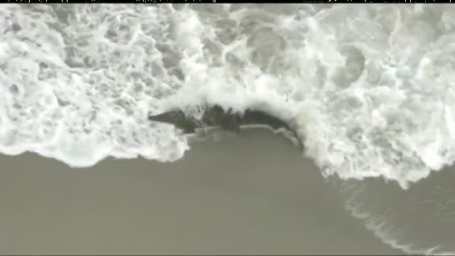 Evacúan una playa en Florida tras la aparición de un cocodrilo de dos metros