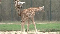 'Baby Ella', la nueva estrella del zoo de Berlín
