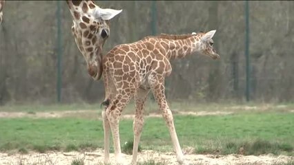 &#039;Baby Ella&#039;, la nueva estrella del zoo de Berlín