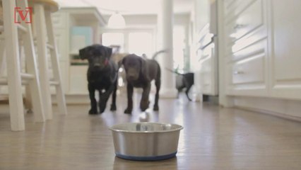 FDA Issues Warning About 3 Types of Darwin’s Natural Dog Food: ‘Serious Threat to Human and Animal Health'
