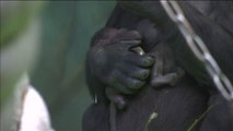 Nace en el zoo de Moscú una cría de una especie de gorila en extinción