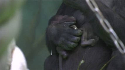 Nace en el zoo de Moscú una cría de una especie de gorila en extinción