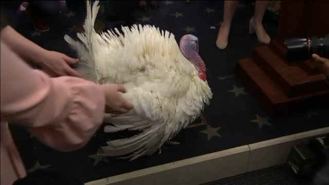 Washington recibe a sus invitados más ilustres de Acción de Gracias: los pavos indultados