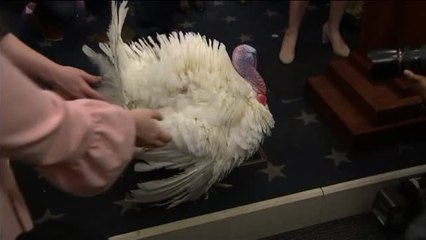 Washington recibe a sus invitados más ilustres de Acción de Gracias: los pavos indultados