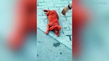 Stray Dog Painted Red