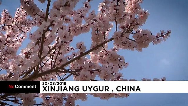 Весна в Китае