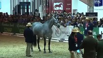 El caballo de Sergio Ramos, Campeón del Mundo 2018 en la SICAB de Sevilla
