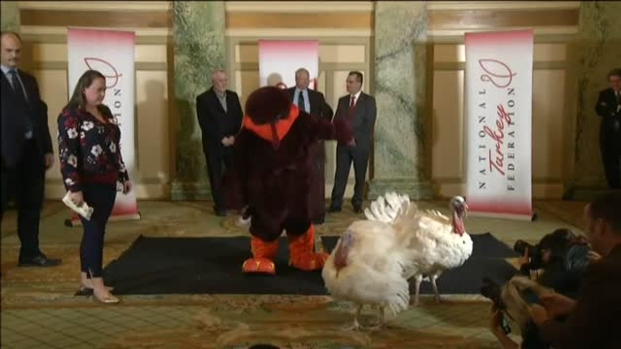 Llegan a la Casa Blanca dos pavos para la cena de 'Acción de Gracias'