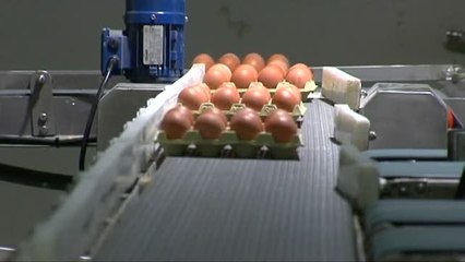 La crisis del fipronil dispara el precio de los huevos