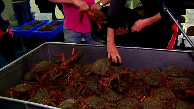 Comienza la temporada de la centolla