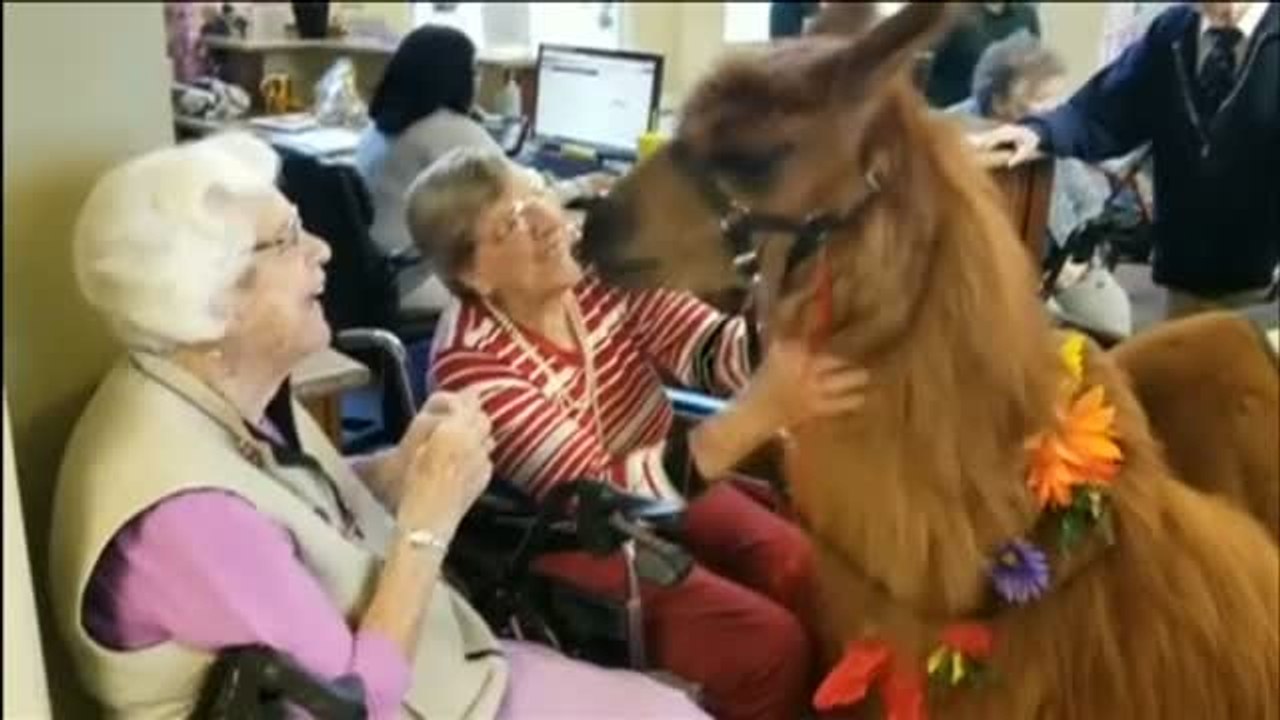 Las llamas peruanas se convierten en las nuevas terapeutas de Estados Unidos