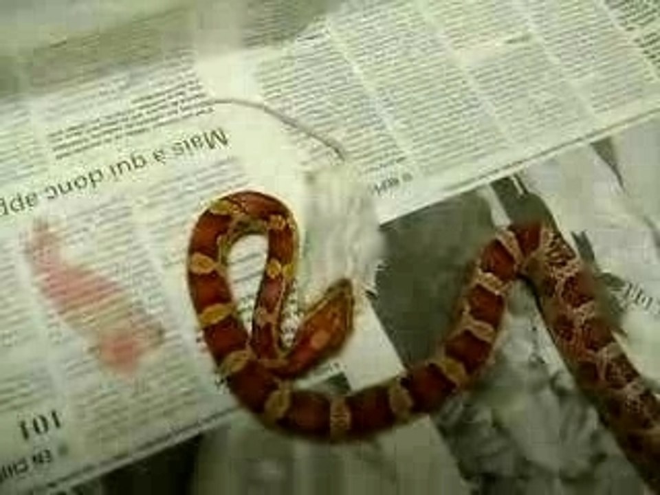 Début du nourrissage de mes pantherophis