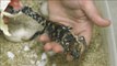 Nacen cocodrilos enanos en el zoo de San Diego (EEUU)