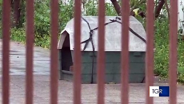 Puglia: morta la donna azzannata dal cane rottweiler di suo nipote