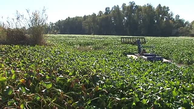 El camalote amenaza el Guadiana