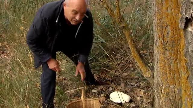 Arranca la temporada de recolección de setas.