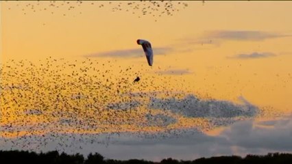 Volando entre estorninos