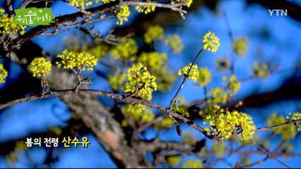 [삼삼오오 우리 숲 이야기] 산수유나무 / YTN