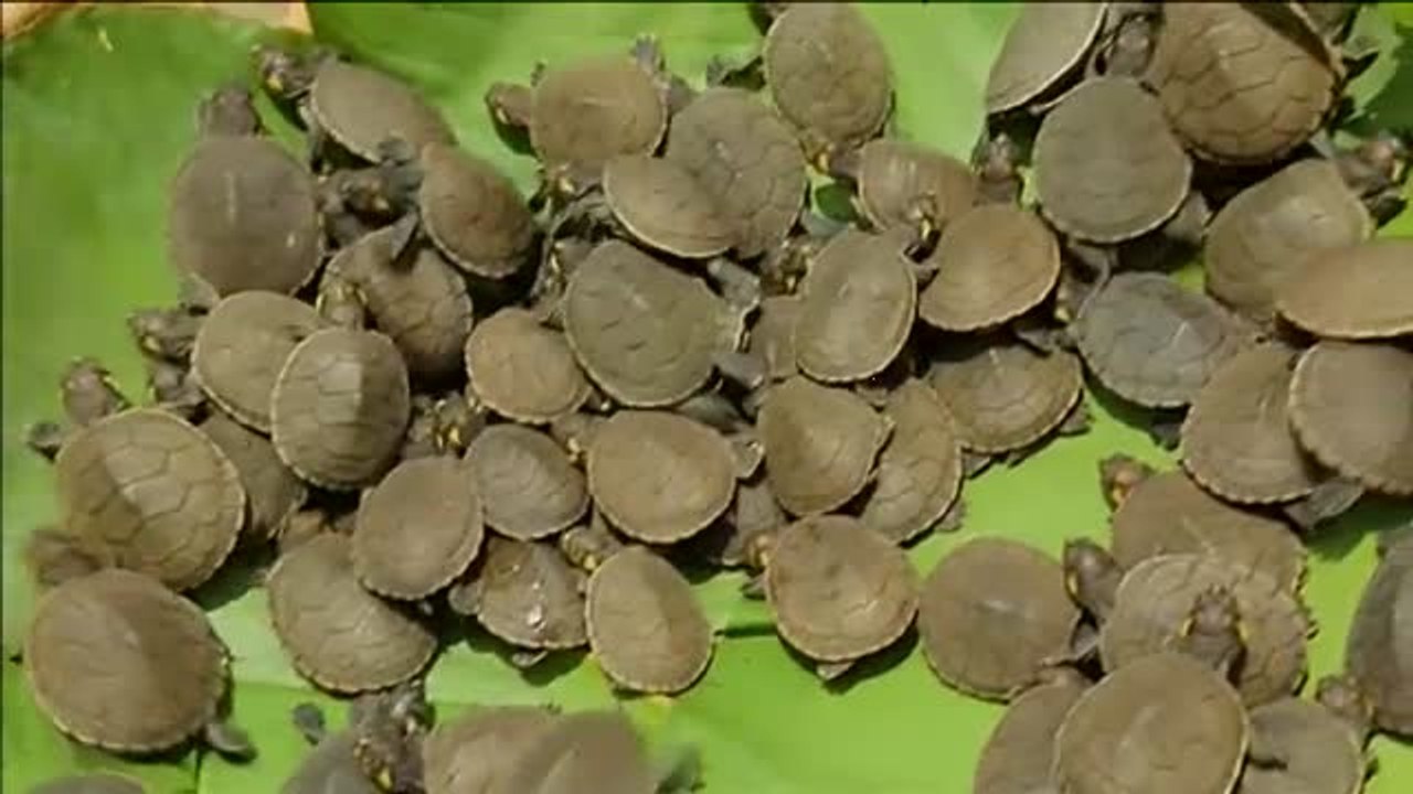 Perú pone en marcha una iniciativa para proteger a las tortugas de la Amazonia