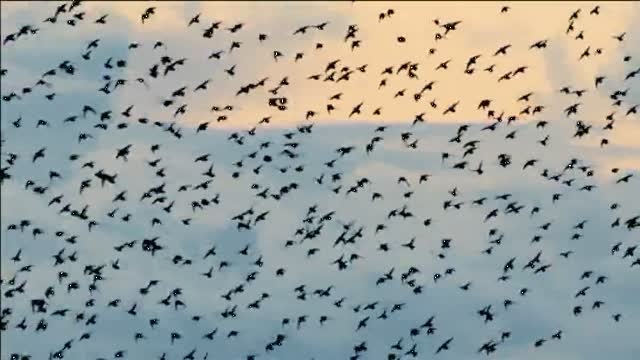 El parapentista español que voló entre los pájaros daneses