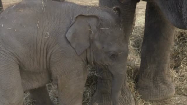 La princesa Estefanía de Mónaco apadrina una cría de elefante en un zoo de Bélgica