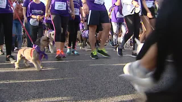 Más de 4.000 personas participan en la XI edición de 'Perrotón'