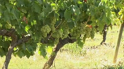 El cava catalán cambia de domicilio