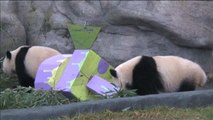 Cachorros de panda gemelos celebran su cumpleaños en el zoológico de Toronto